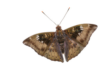 Close up of male mango baron butterfly