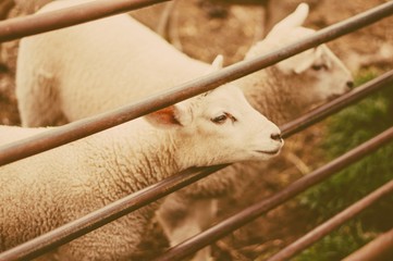 Sheep as symbol of 2015 year