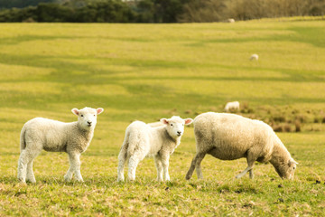 Naklejka na ściany i meble lambs and sheeps in the grass