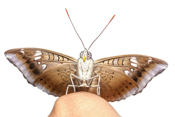 Naklejka premium Close up front of male mango baron butterfly on finger