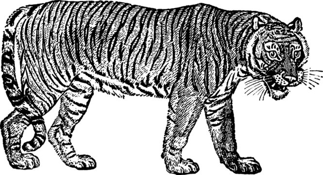 Vintage Illustration tiger