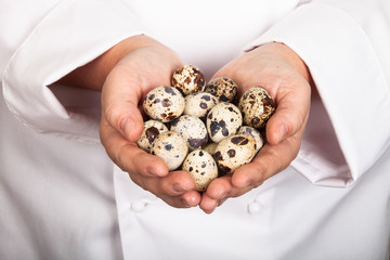 quail eggs in the hands of the chef