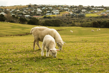 Naklejka premium little lamb in the grass
