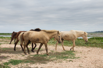 Horses in  Nong Han lake thailand