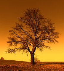 Single big tree in meadow at sunset
