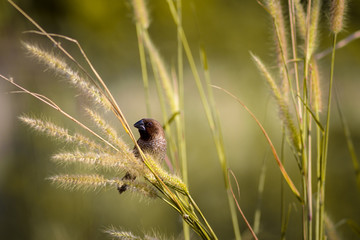 Scaly-breasted Munia