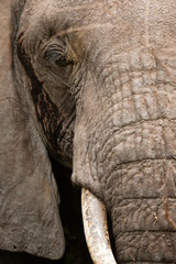 Fototapeta premium elephant close up