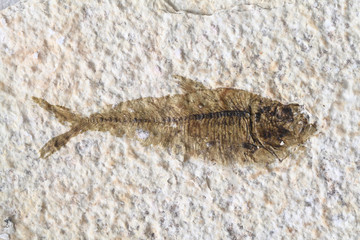 fish fossil