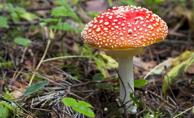 Amanita muscaria. mushroom in the forest