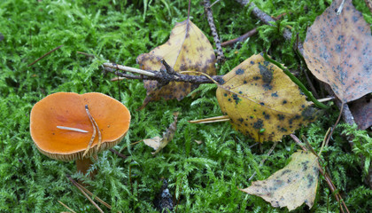 mushrooms in the forest
