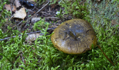 Lactarius necator. mushrooms in the forest