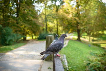 Pigeon stand on the railing in the park