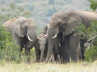 Herd of Elephants