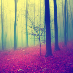 Fantasy color season forest