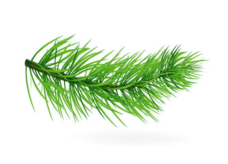 Сосновая ветка. Елка. Сосна. Дерево. © bleskk