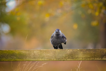 jackdaw perched on a fence 