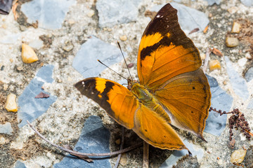 Autumn Leaf butterfly