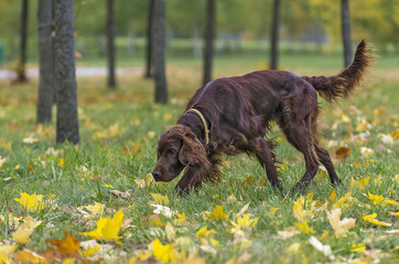 Осенний сеттер.