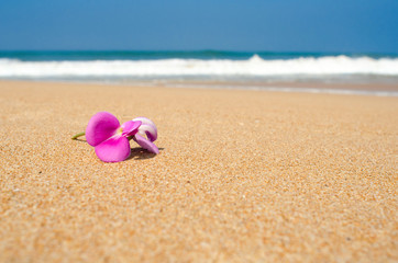 pink Leelawadee flower on the sand