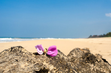 Fototapeta na wymiar pink Leelawadee flower on the sand