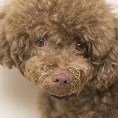 Close up  face of Poodle looking