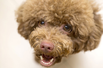 Close up Poodle face