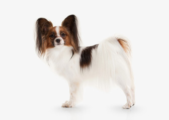 Dog. Papillon puppy on a white background