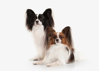 Dog. Papillon puppy on a white background