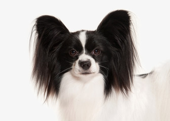 Dog. Papillon puppy on a white background