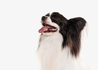 Dog. Papillon puppy on a white background