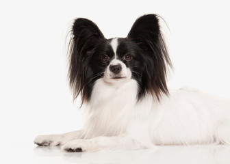Dog. Papillon puppy on a white background