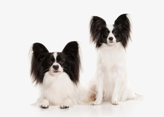 Dog. Papillon puppy on a white background