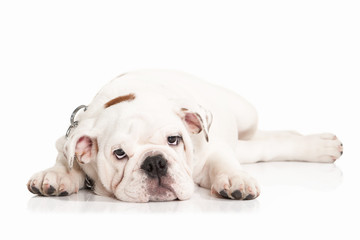 Obraz na płótnie Canvas Dog. Papillon puppy on a white background