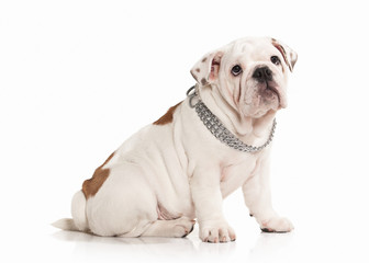 Dog. English bulldog puppy on white background