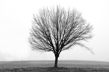 Bare Tree in Winter Fog