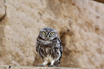 Mochuelo comun-Athene noctua 6