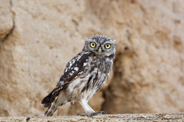 Mochuelo comun-Athene noctua desafio