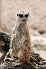 Fototapeta premium Meerkat is looking