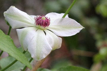 White clematis