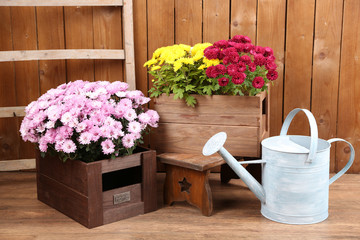 Chrysanthemum bushes in wooden boxes on wooden wall background