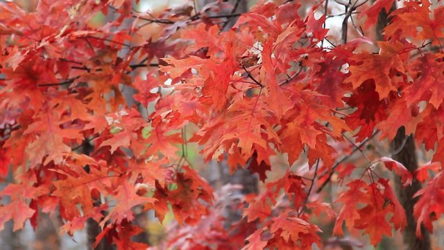 Red maple leaves flutter in breeze in autumn