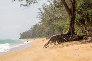 Strand mit Baumwurzel