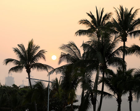 photo sunset with palm trees