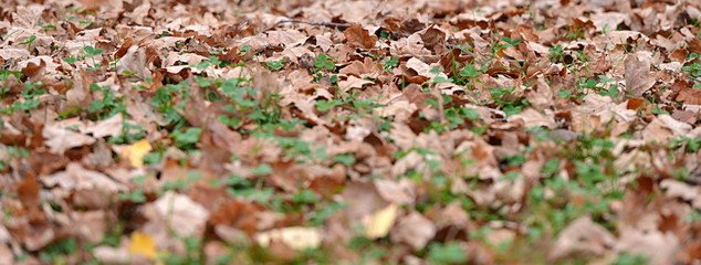 feuilles morts d'automne