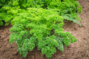 Parsley Plant