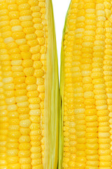 Grains of Ripe Corn with Water Droplets