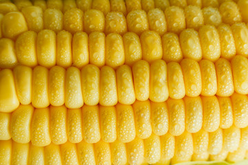 Grains of Ripe Corn with Water Droplets