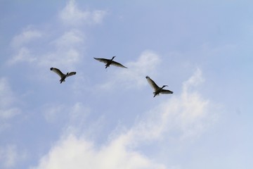 American White Ibis flying