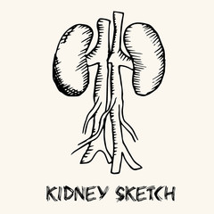 human organs in sketches style set. Vector illustration backgrou