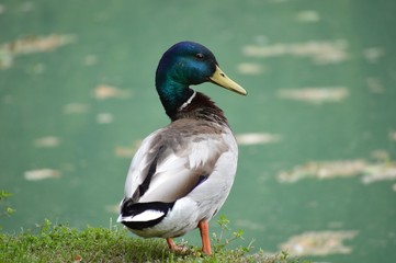 Confident Duck
